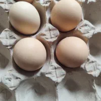 تخم مرغ برهما