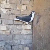 کفتر رنگی نقش دوری|پرنده|اهواز, اسلام آباد غربی|دیوار