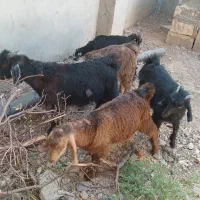 بره بزغاله میش بز