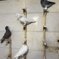 کفتر بیرونی|پرنده|شیراز, بازار|دیوار