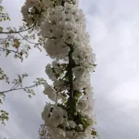 باغ گیلاس