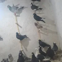 فروش یک بلع کفتر همه پریده