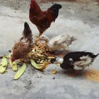 مرغ و خروس و اردک