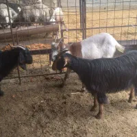 فروش ۶ راس بز جوان