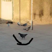 کبوترگمشده