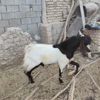 فروش نری پاکستانی اصل