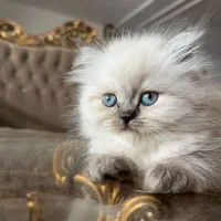 گربه پرشین هیمالین