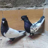 کفترسینه سیاه چینگ و ناخن سفید دوکت مرتب معاوضه|پرنده|مشهد, فلسطین|دیوار