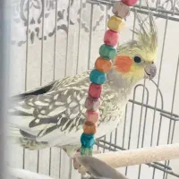 عروس هلندی ماده