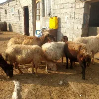 هفت عدد گوسفند|حیوانات مزرعه|اردبیل, |دیوار