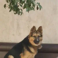 سگ ژرمن