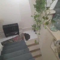 فروش قناری خاکی