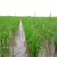 زمین کشاورزی کامفیروز