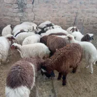 بره|حیوانات مزرعه|چوار, |دیوار