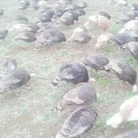 بوقلمون نروماده طبیعی|حیوانات مزرعه|گرمی, |دیوار