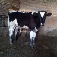 گوساله دشتی