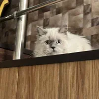 واگذاری گربه پرشین|گربه|مشهد, کوثر|دیوار
