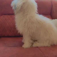 توله سگ|سگ|فولادشهر, B2|دیوار