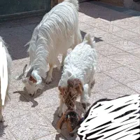 گوسفند پاکستانی