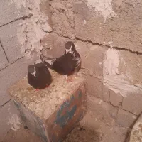 نرماده خشرنگسیاه چپ سبز بدرنگ سبز|پرنده|شیراز, فرودگاه شهید دستغیب شیراز|دیوار