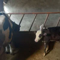 فروش گاو شیری همراه گوساله