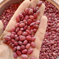 فروش عمده حبوبات و ادویه جات و...|عمده‌فروشی|شیراز, شهرک گلستان|دیوار