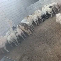نیازمندنیروکارجهت دامداری