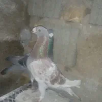 دوتا نر غوره ای با قره ونکی