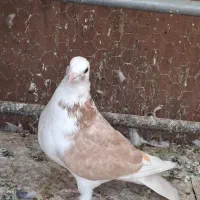 کفتر