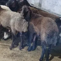 بره افشار|حیوانات مزرعه|ریگ, |دیوار