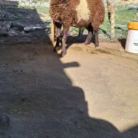 بره ماده جنس خوب
