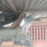 کفتر بهبهانی