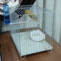 قناری نر|پرنده|اهواز, کوی رمضان|دیوار