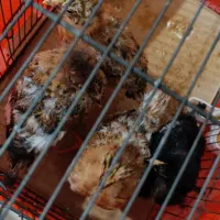 جوجه مرغ و خروس محلی|حیوانات مزرعه|فردیس, فرامرزیه|دیوار