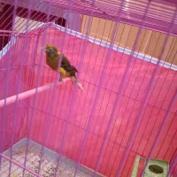 قناری نروماده