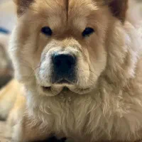 سگ چاو چاو نر هشت ماه‌و‌نیم|سگ|تهران, امین حضور|دیوار