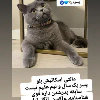 پرشین ماده.اسکاتیش نر فوری|گربه|آمل, |دیوار
