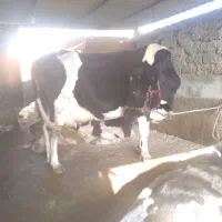 گاو هلشتیان آبستن شیری دوشکم زاییده