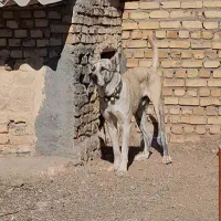 توله نر 10ماهه|سگ|خلیل آباد, |دیوار