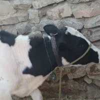 گاو همراه با یک گوساله و دو ماه باردار