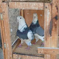 کبوتر|پرنده|ری, شهرک نظامی|دیوار