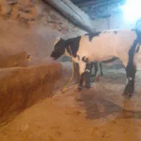 گاو گوساله|حیوانات مزرعه|خرمدره, |دیوار