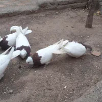 طوقی|پرنده|سبزوار, امیریه|دیوار