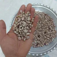 لوبیا چیتی امسال .بوجاری شده .