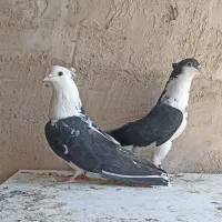 دمگیر دوبحر  . دوبهر