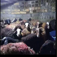 گوسفنده زنده بلوار امیرکبیر سه راه کیانمهر|حیوانات مزرعه|کرج, کیانمهر|دیوار