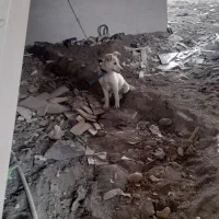 سگ هاسگی|سگ|کردکوی, |دیوار