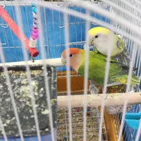 پرنده طوطی|پرنده|ماهدشت, |دیوار