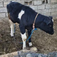 گاو شیری با گوساله|حیوانات مزرعه|تربتحیدریه, پائین ولایت|دیوار