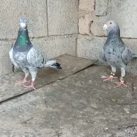 کفتر